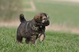 DOGUE DU TIBET 377